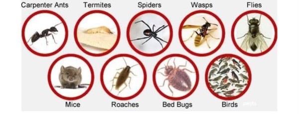 Sniper Bug Killer - Image 2